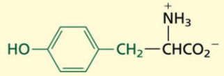<p>Aromatic</p><p>Hydroxyl Containing[but mostly aromatic]</p><p>POLAR→ non-charged</p>