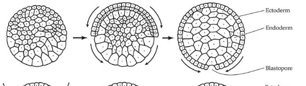 <p>Layering on cellular layers (like an onion)</p>