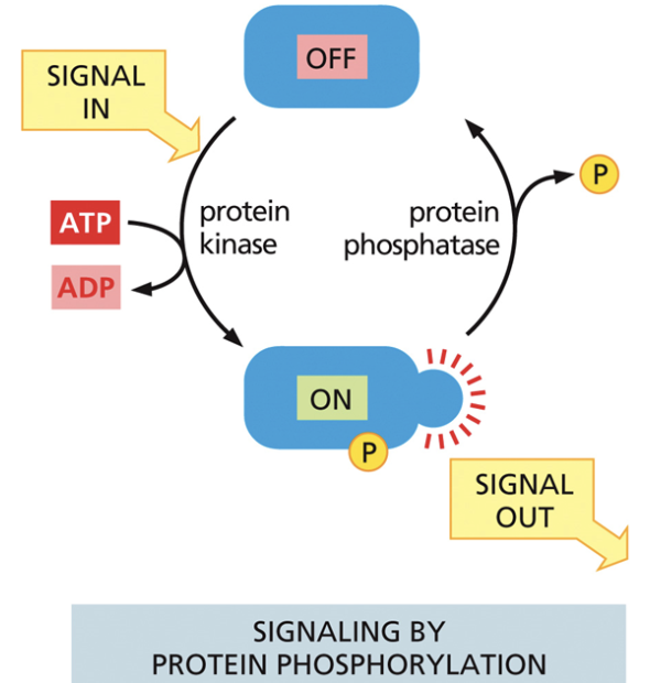 <ul><li><p>Used in cell signaling. Moves phosphate from ATP to a recipient molecule</p></li><li><p>A molecule goes from off —> on when ATP becomes ADP and phosphate binds</p></li></ul><p></p>