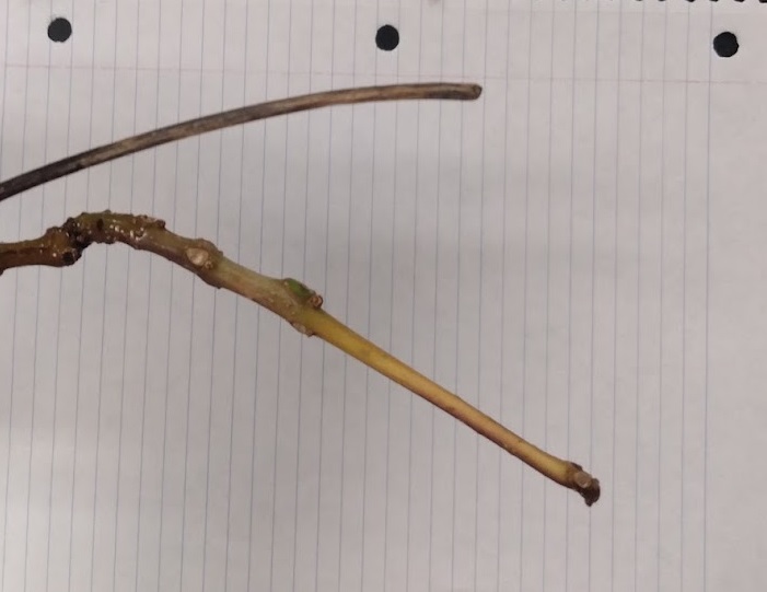 <p>terminal bud absent, whorled leaf scars, bulbous stout twig</p>