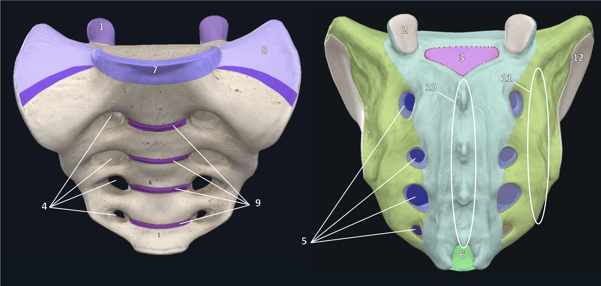 <p>what bone is this?</p>