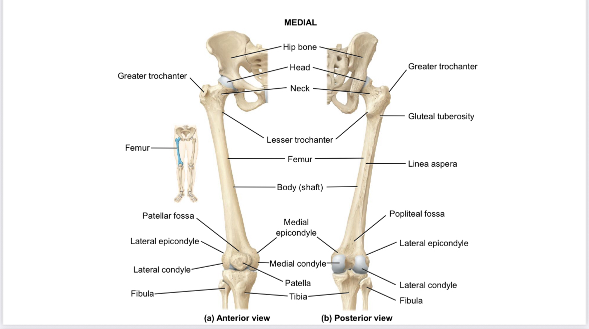 <p>Femur: Patellar surface</p>