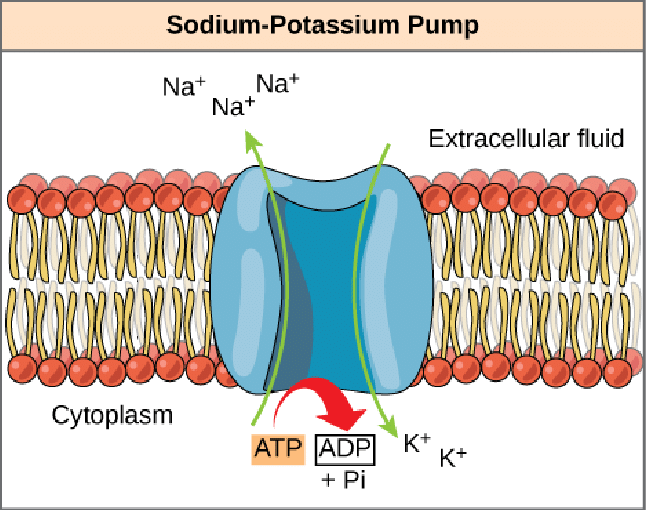 <p>Allows cells to maintain a low internal concentration of Na+and a high internal concentration of K+<span style="font-family: Google Sans, Roboto, arial, sans-serif">. This is an example of active transport. *Each pump performs these six steps 100 times per second (maximum speed).</span></p><p></p><p><span style="font-family: Google Sans, Roboto, arial, sans-serif">3 Na+ for every 2 K+</span></p>