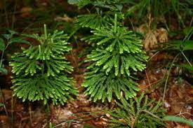 ground pine