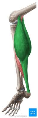 <p>plantar flexes foot </p>