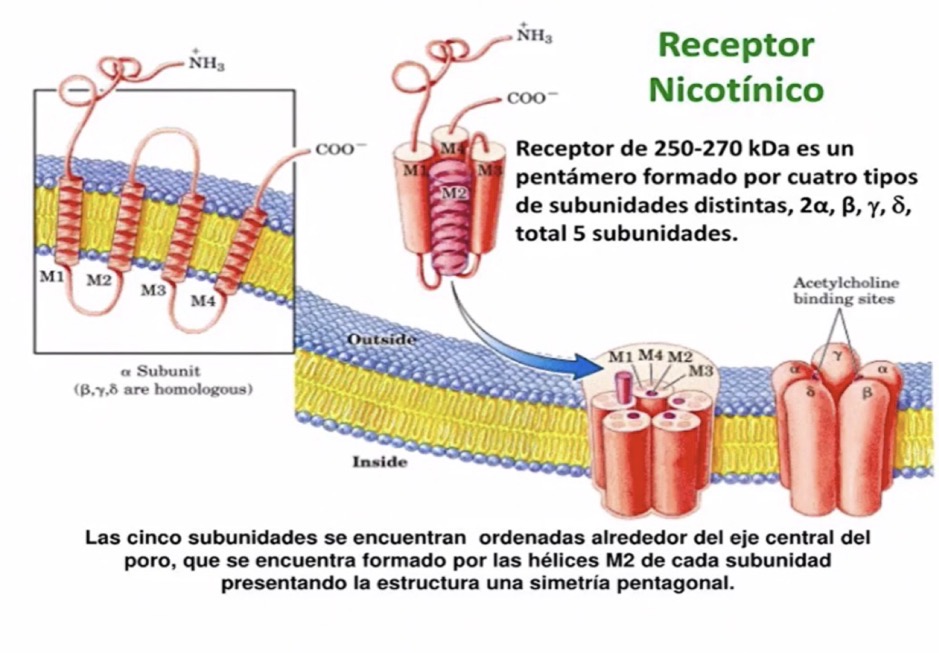 <p>Receptor colinergico nicotinico que es y características:</p>