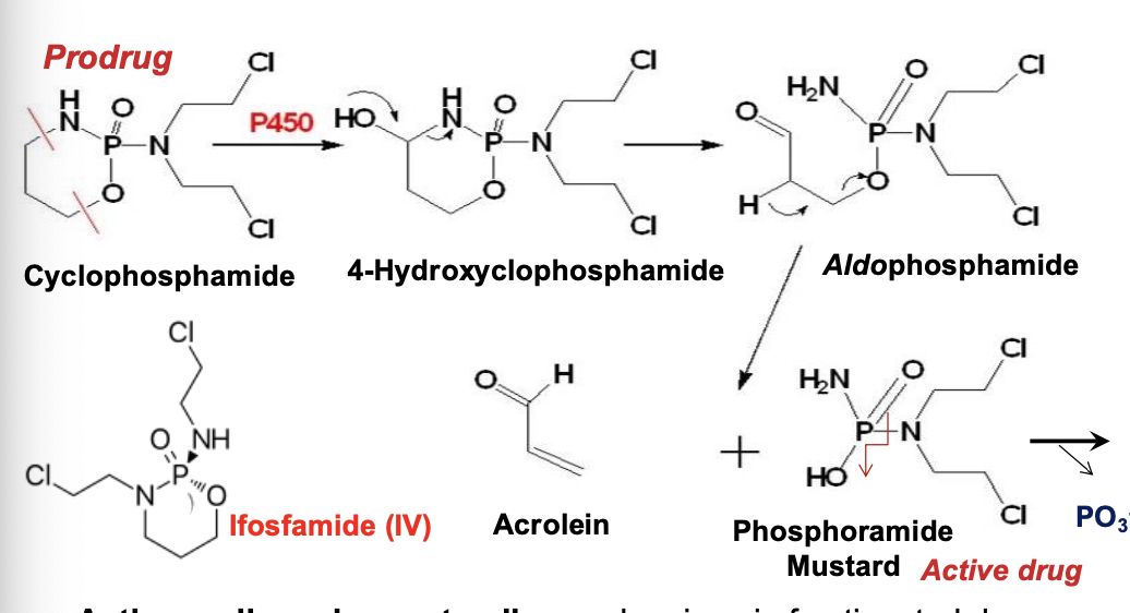 <ol><li><p>Phosphoramide mustard</p></li><li><p>An alkylating agent - PRODRUG </p></li></ol><p></p>