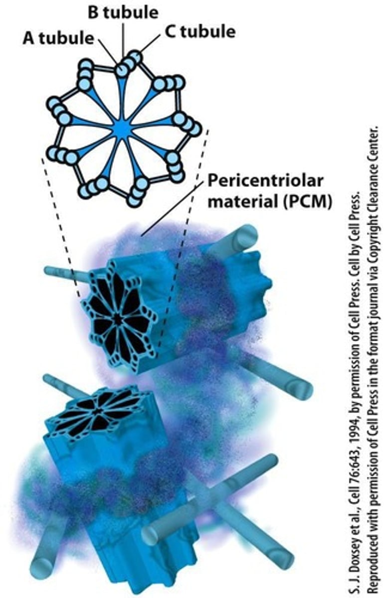<p>Barrel-shaped structures within centrosomes.</p>