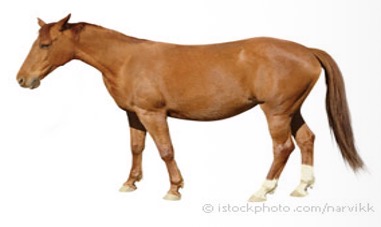 <p>Chestnut </p><p>Ginger body + legs (+sometimes hair)</p><p>Flaxen/ liver chestnut (mane colour)</p>