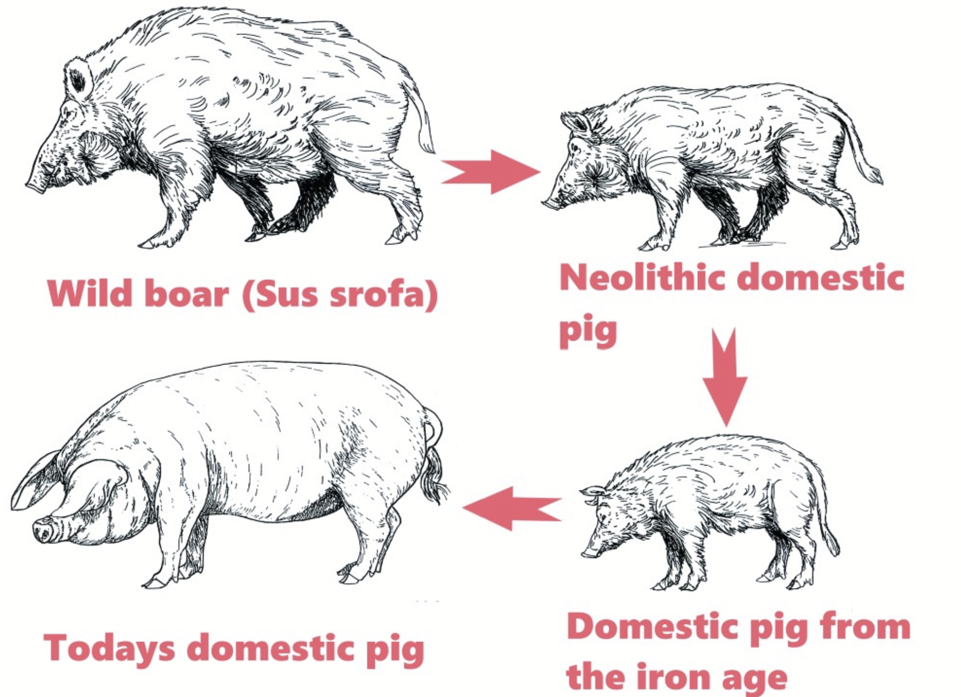 <p>Domesticated from <strong>wild boars</strong> approximately 10,000 years ago (a little bit after cattle). Believed to be from Turkey and the Middle East (like Taurine cattle).</p><p><strong>Wild boar:</strong> forest dwelling, tuber eaters. As humans started to cut down forests for land (deforestation), wild boars were driven out - potentially how they became domesticated!</p><p><strong><mark data-color="red" style="background-color: red; color: inherit">Wild boar (Sus srofa)</mark></strong><mark data-color="red" style="background-color: red; color: inherit"> (black/dark brown coat)</mark> → <strong><mark data-color="yellow" style="background-color: yellow; color: inherit">Neolithic domestic pig </mark></strong><mark data-color="yellow" style="background-color: yellow; color: inherit">(smaller size, easy management)</mark> → <strong><mark data-color="green" style="background-color: green; color: inherit">Domestic pig from the iron age</mark></strong><mark data-color="green" style="background-color: green; color: inherit"> (lighter hair colour), less heavy in head area, smaller, bristly hair</mark> → <strong><mark data-color="blue" style="background-color: blue; color: inherit">Today’s domestic pig</mark></strong><mark data-color="blue" style="background-color: blue; color: inherit"> (less hairy, selected for rapid growth rate, lighter colour hide and fur)</mark></p>