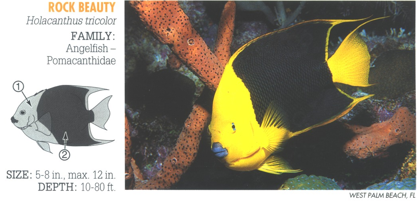 <p><span>1. Yellow to yellow-orange forebody and tail. 2. Mid and rear body black.</span></p>