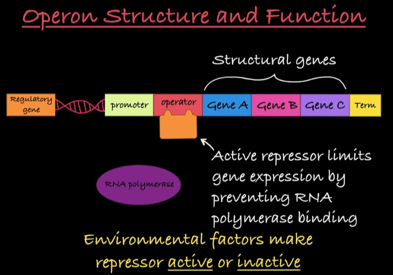 <p>Bacterial Gene Expression: gene regulation in prokaryotes occurs primarily at the level of transcription</p><p>includes operons and regulatory genes</p>