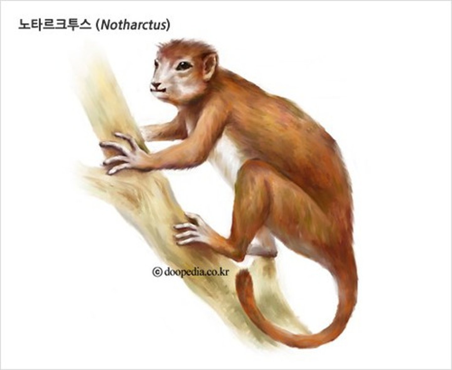 <p>Early primates that appeared during the Paleocene epoch, characterized by adaptations for arboreal life.</p>