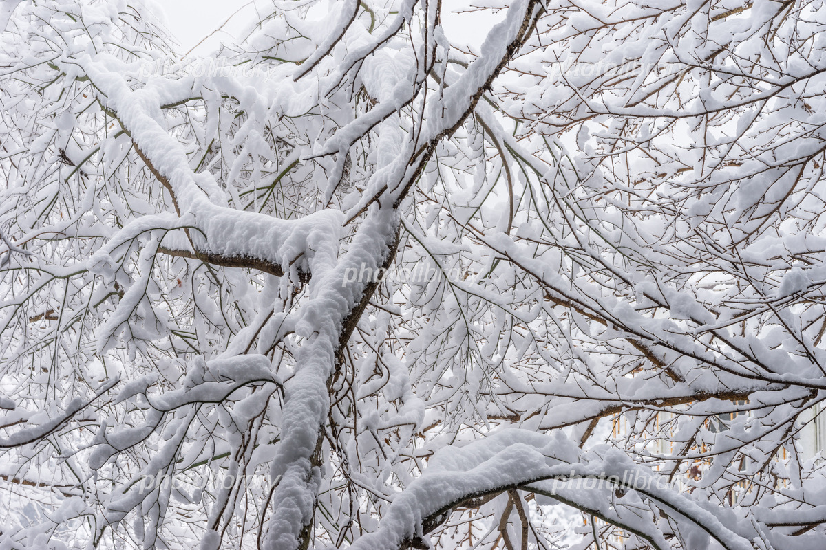 <p>Snow-laden branches</p>