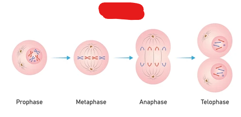 <p>The process by which the nucleus of a cell turns into 2 nuclei and a cell is replicated.</p>