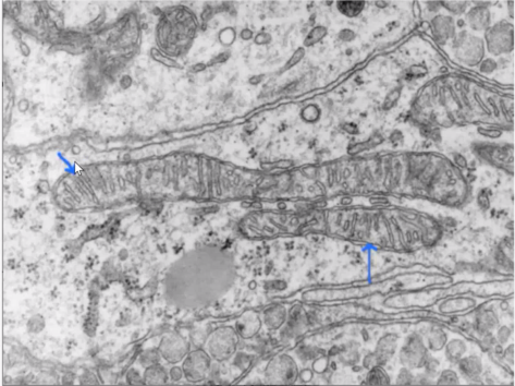 <p>Identify the specific structure</p>
