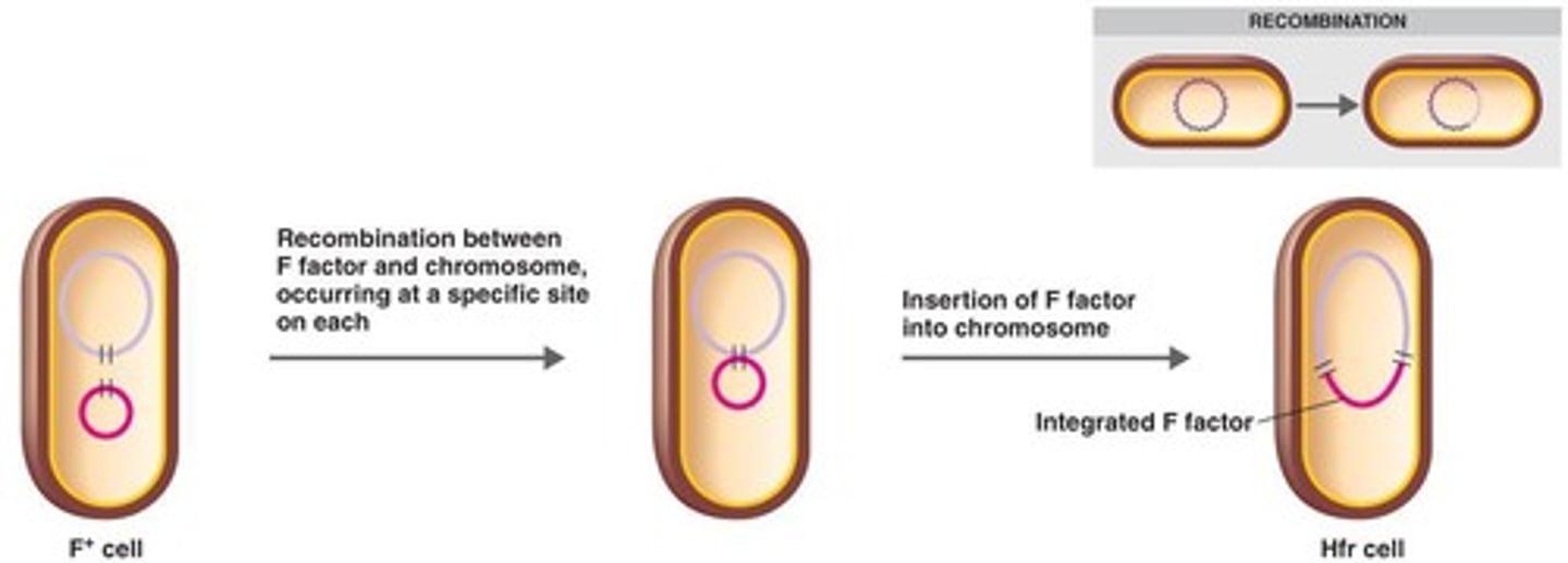 <p>Cells that have undergone genetic recombination via conjugation and then through processes, such as transformation, integrated a sex factor plasmid into the host genome</p><p>Donor cell will now attempt to transfer entire copy of genome into recipient during conjugation but bridge usually breaks before full DNA sequence is done</p>