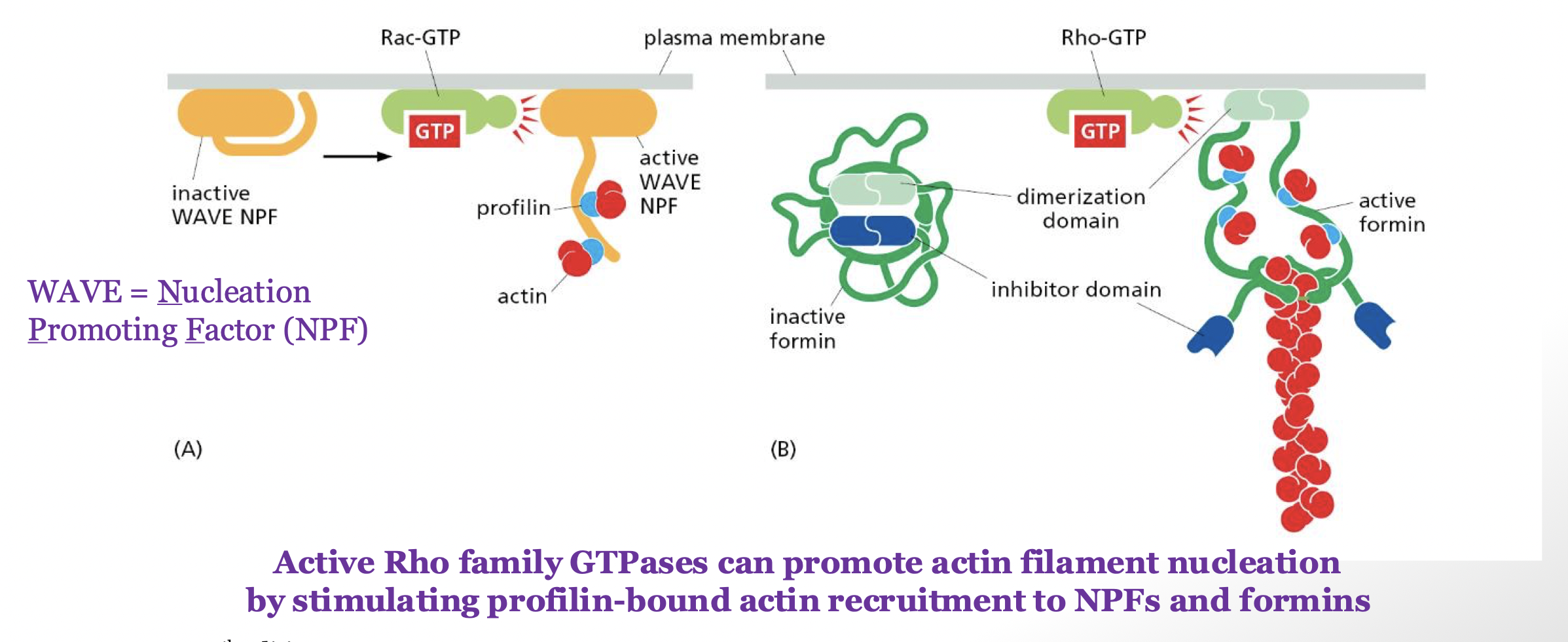 <p>they stimulate profiling-bound actin recruitment to NPF/WAVE and forming</p>