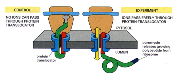 <p>puromycin was added to translating microsomes to release growing peptide from the ribosome and ion currents were measured. Because ion currents were detected, it was concluded that proteinaceous channels used as a lipid line pore would just close in the event of protein release.</p>