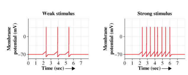 <p>The strength of a _________ (for example, whether you feel a slight pain versus an intense pain) determines the number of action potentials sent along an axon.  As the graphs show, a strong one of these produces more action potentials spaced more closely together than a weak one of these. </p><p>The time between when a first action potential ends and a second action potential can be triggered is determined by the axon's refractory period. A second action potential cannot be triggered until the end of the refractory period. </p>