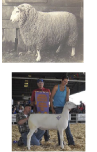 <p>Developed in US, Chevioy &amp; Columbia crosses, found in many widwest farm flock states</p>