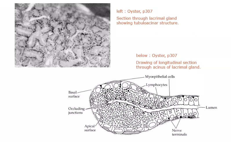 <p>secretory granules helps create the aq layer </p>