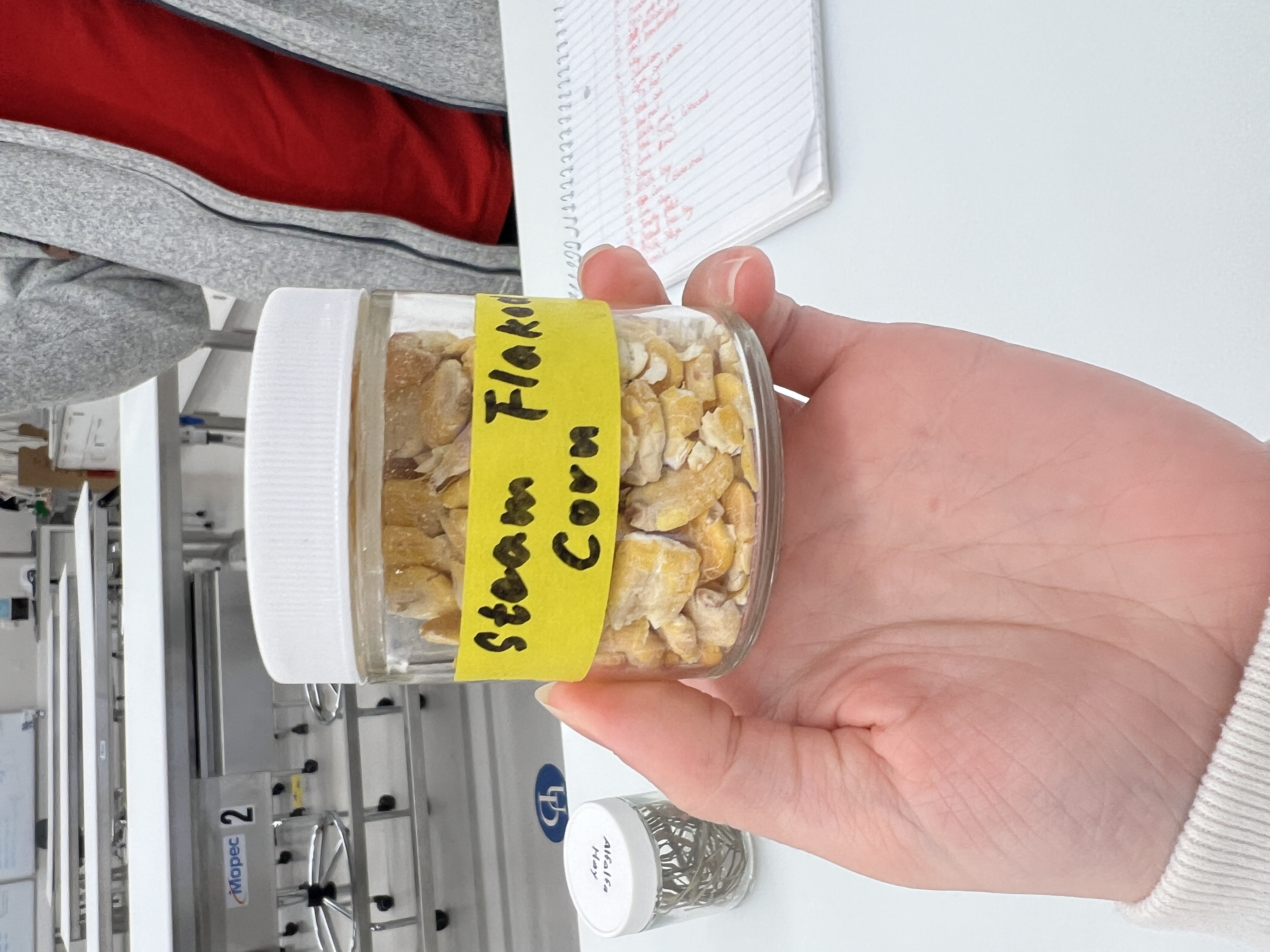 <ul><li><p>IFN # and category: 4 high energy concentrate</p></li><li><p>AAFCO category: grain product</p></li><li><p>appearance: looks like flattened corn with come cracks</p></li></ul><p></p>