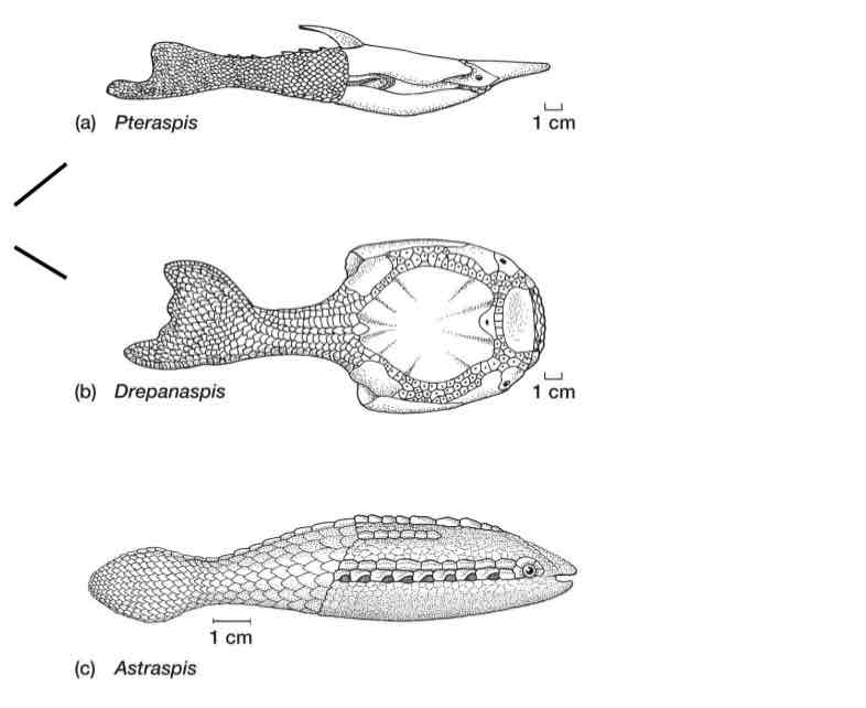 <p>What does the term “Ostracoderms” mean?</p>