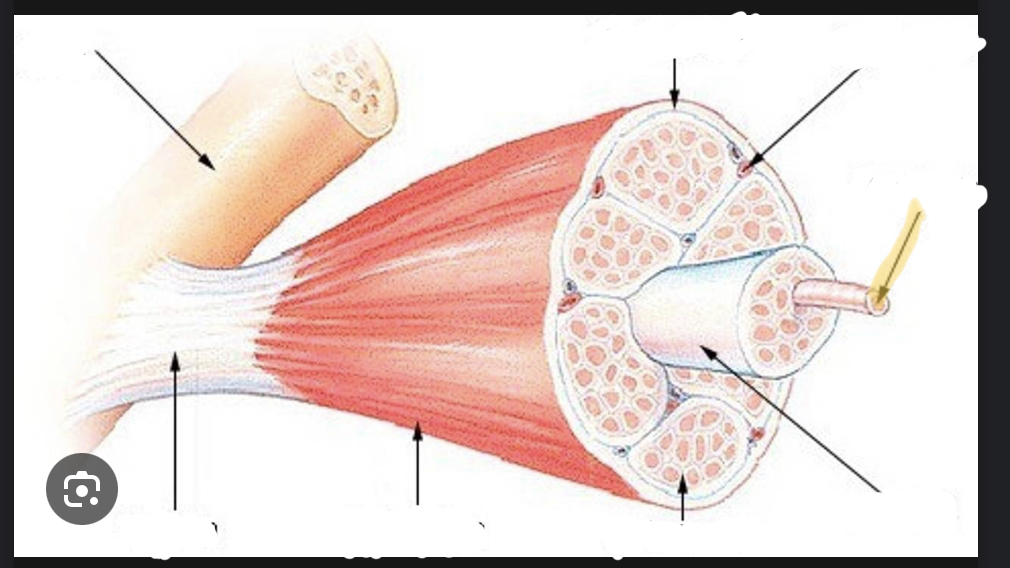 <p>identify the structure of skeletal muscle </p>