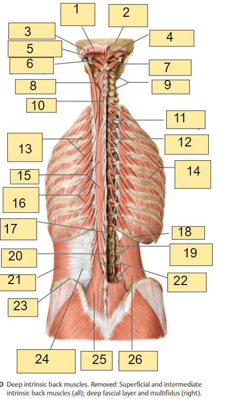 <p><strong><u>Fig. 3.5: Posterior View of Intrinsic Muscles of the Back</u></strong></p><p></p><ul><li><p><strong>Deep Intrinsic Back Muscles</strong></p></li><li><p><strong>Removed</strong>: Superficial and Intermediate Intrinsic back muscles (all); deep fascial layer and multifidus (right)</p></li><li><p><strong>Revealed</strong>: Intertransversarii and quadratus lumborum (right)</p><p></p></li></ul><p>What is labeled in <strong>box #13?</strong></p>