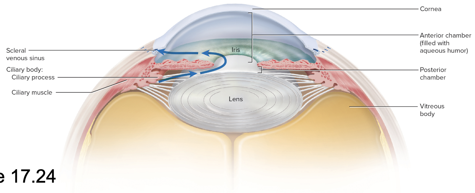 <p><span><strong>Posterior chamber </strong>– from lens to iris<br><strong>Anterior chamber </strong>– from iris to cornea<br><strong>Scleral venous sinus – </strong>drains aqueous humor back to blood</span></p><p></p>