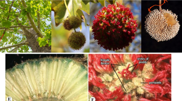 <ul><li><p>monoecious trees</p></li><li><p>stipules encircling stiples</p></li><li><p>leaves: palmately lobed and vein</p></li><li><p>fruit: multiple of bristly achenes</p></li><li><p>Inflorescene a pendant spike of heads</p></li><li><p>Flowers: unisexual</p></li></ul><p></p>