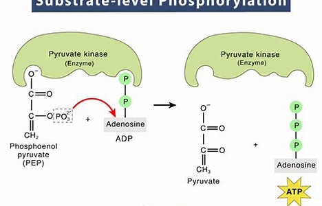 <p>when an organic molecule combines with ADP in an enzyme, and the ADP takes an inorganic phosphate group from molecule to combine and make ATP or GTP; used in glycolysis and Kreb cycle</p>