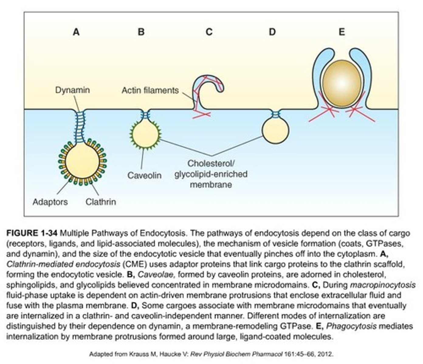 <p>The ingestion of extracellular fluid (ECF) and its contents by the cell.</p>