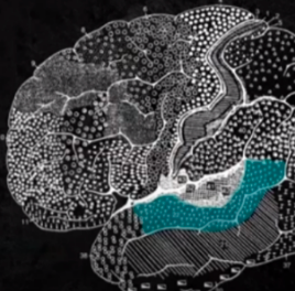 <p>CORTICAL STRUCTURES OF THE BRAIN: TEMPORAL: storing auditory information as well as integration of meaning; Helps us comprehend and decode speech</p>