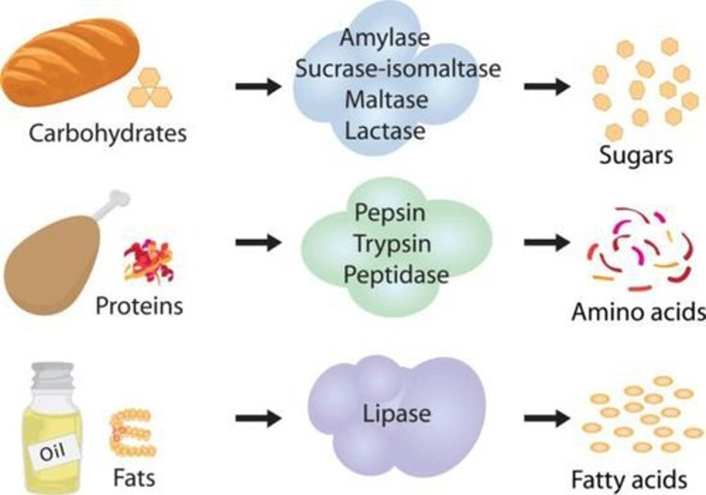 <p>Enzymes lower the activation energy by transforming substrates and applying proper orientation for the reaction to occur.</p>