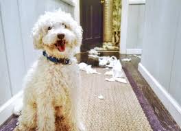 <p>I saw</p><p>I saw my dog eating paper towels </p>