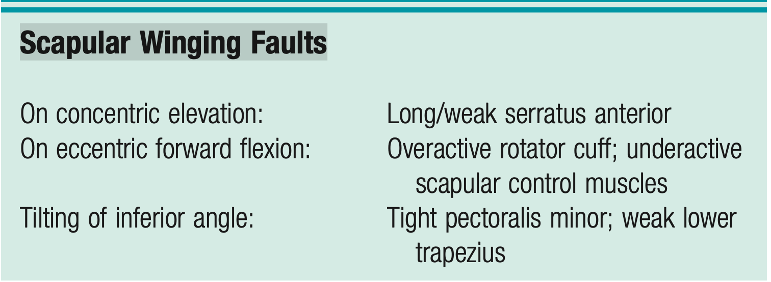 <p><span style="font-family: HelveticaNeue"><strong>Scapular Winging Faults</strong></span></p>