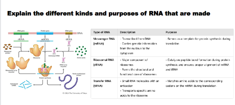 <p>The central dogma of molecular biology (DNA → RNA → Protein) involves several types of RNA, each with a distinct structure and critical function. They are the versatile workhorses that execute the genetic instructions stored in DNA.</p><p class="ds-markdown-paragraph">Here is an explanation of the different kinds of RNA, categorized by their primary function.</p><div data-type="horizontalRule"><hr></div><p>1. The Messenger: Protein-Coding RNA<strong>Messenger RNA (mRNA)</strong></p><ul><li><p class="ds-markdown-paragraph"><strong>Role:</strong> Serves as the <strong>temporary genetic blueprint</strong> for protein synthesis. It carries the genetic code from the DNA in the nucleus to the ribosomes in the cytoplasm, where it is translated into a specific protein sequence.</p></li><li><p class="ds-markdown-paragraph"><strong>Key Features:</strong></p><ul><li><p class="ds-markdown-paragraph"><strong>Structure:</strong> It is a linear molecule that is complementary to a gene's DNA sequence.</p></li><li><p class="ds-markdown-paragraph"><strong>Processing:</strong> In eukaryotes, pre-mRNA is extensively processed: a 5' cap is added, a 3' poly-A tail is added, and introns (non-coding regions) are spliced out. This creates the mature mRNA that is exported from the nucleus.</p></li><li><p class="ds-markdown-paragraph"><strong>Lifecycle:</strong> It is short-lived, which allows the cell to rapidly adjust which proteins are made in response to changing conditions.</p></li></ul></li></ul><div data-type="horizontalRule"><hr></div><p>2. The Workbenches: Ribosomal RNA<strong>Ribosomal RNA (rRNA)</strong></p><ul><li><p class="ds-markdown-paragraph"><strong>Role:</strong> The <strong>catalytic and structural core of the ribosome</strong>, the cell's protein-making factory. It is responsible for <strong>ribozyme activity</strong>, catalyzing the formation of peptide bonds between amino acids during translation.</p></li><li><p class="ds-markdown-paragraph"><strong>Key Features:</strong></p><ul><li><p class="ds-markdown-paragraph"><strong>Abundance:</strong> rRNA makes up about 60% of the ribosome's mass and is the most abundant type of RNA in a cell.</p></li><li><p class="ds-markdown-paragraph"><strong>Structure:</strong> It folds into complex three-dimensional structures within the ribosome's large and small subunits.</p></li><li><p class="ds-markdown-paragraph"><strong>Function:</strong> Provides the binding sites for mRNA and tRNA and directly catalyzes protein synthesis.</p></li></ul></li></ul><div data-type="horizontalRule"><hr></div><p>3. The Couriers: Transfer RNA<strong>Transfer RNA (tRNA)</strong></p><ul><li><p class="ds-markdown-paragraph"><strong>Role:</strong> Acts as a <strong>molecular adapter</strong> or "courier" that translates the language of mRNA (nucleotides) into the language of proteins (amino acids). Each tRNA molecule carries a specific amino acid to the growing polypeptide chain.</p></li><li><p class="ds-markdown-paragraph"><strong>Key Features:</strong></p><ul><li><p class="ds-markdown-paragraph"><strong>Structure:</strong> Has a characteristic <strong>cloverleaf secondary structure</strong> that folds into an <strong>L-shaped 3D structure</strong>.</p></li><li><p class="ds-markdown-paragraph"><strong>Key Regions:</strong></p><ul><li><p class="ds-markdown-paragraph"><strong>Anticodon:</strong> A sequence of three nucleotides that base-pairs with a complementary <strong>codon</strong> on the mRNA.</p></li><li><p class="ds-markdown-paragraph"><strong>3' Acceptor End:</strong> The site where the specific amino acid is covalently attached.</p></li></ul></li><li><p class="ds-markdown-paragraph"><strong>Function:</strong> Ensures the correct amino acid is added according to the mRNA code.</p></li></ul></li></ul><div data-type="horizontalRule"><hr></div><p>4. The Regulators: Non-Coding RNAs</p><p class="ds-markdown-paragraph">This is a large and diverse class of RNAs that are not translated into protein but play crucial regulatory roles.</p><p><strong>MicroRNA (miRNA) and Small Interfering RNA (siRNA)</strong></p><ul><li><p class="ds-markdown-paragraph"><strong>Role:</strong> Key players in <strong>RNA interference (RNAi)</strong>, a mechanism for silencing gene expression.</p></li><li><p class="ds-markdown-paragraph"><strong>Function:</strong> They bind to complementary sequences on target mRNA molecules, typically leading to the degradation of the mRNA or blocking its translation. This fine-tunes gene expression and defends against viruses and transposons.</p></li></ul><p><strong>Small Nuclear RNA (snRNA)</strong></p><ul><li><p class="ds-markdown-paragraph"><strong>Role:</strong> Essential components of the <strong>spliceosome</strong>, the large complex that removes introns from pre-mRNA in the nucleus.</p></li><li><p class="ds-markdown-paragraph"><strong>Function:</strong> They recognize splice sites at the intron-exon boundaries and catalyze the splicing reaction.</p></li></ul><p><strong>Long Non-Coding RNA (lncRNA)</strong></p><ul><li><p class="ds-markdown-paragraph"><strong>Role:</strong> A diverse class of RNAs longer than 200 nucleotides involved in <strong>epigenetic regulation</strong>.</p></li><li><p class="ds-markdown-paragraph"><strong>Function:</strong> They can regulate gene expression at multiple levels by guiding chromatin-modifying complexes to specific genomic locations, influencing transcription, and affecting mRNA stability.</p></li></ul><div data-type="horizontalRule"><hr></div><p>Summary Table</p><table style="min-width: 100px;"><colgroup><col style="min-width: 25px;"><col style="min-width: 25px;"><col style="min-width: 25px;"><col style="min-width: 25px;"></colgroup><tbody><tr><th colspan="1" rowspan="1" style="border-bottom: 1.06667px solid rgba(0, 0, 0, 0.12); font: 500 15px / 25px quote-cjk-patch, Inter, system-ui, -apple-system, BlinkMacSystemFont, "Segoe UI", Roboto, Oxygen, Ubuntu, Cantarell, "Open Sans", "Helvetica Neue", sans-serif; border-top: none; padding: 10px 16px 10px 0px; text-align: left;"><p><strong>RNA Type</strong></p></th><th colspan="1" rowspan="1" style="border-bottom: 1.06667px solid rgba(0, 0, 0, 0.12); font: 500 15px / 25px quote-cjk-patch, Inter, system-ui, -apple-system, BlinkMacSystemFont, "Segoe UI", Roboto, Oxygen, Ubuntu, Cantarell, "Open Sans", "Helvetica Neue", sans-serif; border-top: none; padding: 10px 16px; text-align: left;"><p><strong>Full Name</strong></p></th><th colspan="1" rowspan="1" style="border-bottom: 1.06667px solid rgba(0, 0, 0, 0.12); font: 500 15px / 25px quote-cjk-patch, Inter, system-ui, -apple-system, BlinkMacSystemFont, "Segoe UI", Roboto, Oxygen, Ubuntu, Cantarell, "Open Sans", "Helvetica Neue", sans-serif; border-top: none; padding: 10px 16px; text-align: left;"><p><strong>Primary Role</strong></p></th><th colspan="1" rowspan="1" style="border-bottom: 1.06667px solid rgba(0, 0, 0, 0.12); font: 500 15px / 25px quote-cjk-patch, Inter, system-ui, -apple-system, BlinkMacSystemFont, "Segoe UI", Roboto, Oxygen, Ubuntu, Cantarell, "Open Sans", "Helvetica Neue", sans-serif; border-top: none; padding: 10px 16px; text-align: left;"><p><strong>Key Characteristic</strong></p></th></tr><tr><td colspan="1" rowspan="1" style="border-bottom: 1.06667px solid rgba(0, 0, 0, 0.1); font: 400 15px / 25px quote-cjk-patch, Inter, system-ui, -apple-system, BlinkMacSystemFont, "Segoe UI", Roboto, Oxygen, Ubuntu, Cantarell, "Open Sans", "Helvetica Neue", sans-serif; min-width: 100px; max-width: max(30vw, 320px); padding: 10px 16px 10px 0px;"><p><strong>mRNA</strong></p></td><td colspan="1" rowspan="1" style="border-bottom: 1.06667px solid rgba(0, 0, 0, 0.1); font: 400 15px / 25px quote-cjk-patch, Inter, system-ui, -apple-system, BlinkMacSystemFont, "Segoe UI", Roboto, Oxygen, Ubuntu, Cantarell, "Open Sans", "Helvetica Neue", sans-serif; min-width: 100px; max-width: max(30vw, 320px); padding: 10px 16px;"><p>Messenger RNA</p></td><td colspan="1" rowspan="1" style="border-bottom: 1.06667px solid rgba(0, 0, 0, 0.1); font: 400 15px / 25px quote-cjk-patch, Inter, system-ui, -apple-system, BlinkMacSystemFont, "Segoe UI", Roboto, Oxygen, Ubuntu, Cantarell, "Open Sans", "Helvetica Neue", sans-serif; min-width: 100px; max-width: max(30vw, 320px); padding: 10px 16px;"><p><strong>Blueprint</strong> for protein synthesis.</p></td><td colspan="1" rowspan="1" style="border-bottom: 1.06667px solid rgba(0, 0, 0, 0.1); font: 400 15px / 25px quote-cjk-patch, Inter, system-ui, -apple-system, BlinkMacSystemFont, "Segoe UI", Roboto, Oxygen, Ubuntu, Cantarell, "Open Sans", "Helvetica Neue", sans-serif; min-width: 100px; max-width: max(30vw, 320px); padding: 10px 0px 10px 16px;"><p>Carries the genetic code from DNA to the ribosome.</p></td></tr><tr><td colspan="1" rowspan="1" style="border-bottom: 1.06667px solid rgba(0, 0, 0, 0.1); font: 400 15px / 25px quote-cjk-patch, Inter, system-ui, -apple-system, BlinkMacSystemFont, "Segoe UI", Roboto, Oxygen, Ubuntu, Cantarell, "Open Sans", "Helvetica Neue", sans-serif; min-width: 100px; max-width: max(30vw, 320px); padding: 10px 16px 10px 0px;"><p><strong>rRNA</strong></p></td><td colspan="1" rowspan="1" style="border-bottom: 1.06667px solid rgba(0, 0, 0, 0.1); font: 400 15px / 25px quote-cjk-patch, Inter, system-ui, -apple-system, BlinkMacSystemFont, "Segoe UI", Roboto, Oxygen, Ubuntu, Cantarell, "Open Sans", "Helvetica Neue", sans-serif; min-width: 100px; max-width: max(30vw, 320px); padding: 10px 16px;"><p>Ribosomal RNA</p></td><td colspan="1" rowspan="1" style="border-bottom: 1.06667px solid rgba(0, 0, 0, 0.1); font: 400 15px / 25px quote-cjk-patch, Inter, system-ui, -apple-system, BlinkMacSystemFont, "Segoe UI", Roboto, Oxygen, Ubuntu, Cantarell, "Open Sans", "Helvetica Neue", sans-serif; min-width: 100px; max-width: max(30vw, 320px); padding: 10px 16px;"><p><strong>Catalytic core</strong> of the ribosome.</p></td><td colspan="1" rowspan="1" style="border-bottom: 1.06667px solid rgba(0, 0, 0, 0.1); font: 400 15px / 25px quote-cjk-patch, Inter, system-ui, -apple-system, BlinkMacSystemFont, "Segoe UI", Roboto, Oxygen, Ubuntu, Cantarell, "Open Sans", "Helvetica Neue", sans-serif; min-width: 100px; max-width: max(30vw, 320px); padding: 10px 0px 10px 16px;"><p>Most abundant RNA; forms the ribosome's structure and catalyzes peptide bond formation.</p></td></tr><tr><td colspan="1" rowspan="1" style="border-bottom: 1.06667px solid rgba(0, 0, 0, 0.1); font: 400 15px / 25px quote-cjk-patch, Inter, system-ui, -apple-system, BlinkMacSystemFont, "Segoe UI", Roboto, Oxygen, Ubuntu, Cantarell, "Open Sans", "Helvetica Neue", sans-serif; min-width: 100px; max-width: max(30vw, 320px); padding: 10px 16px 10px 0px;"><p><strong>tRNA</strong></p></td><td colspan="1" rowspan="1" style="border-bottom: 1.06667px solid rgba(0, 0, 0, 0.1); font: 400 15px / 25px quote-cjk-patch, Inter, system-ui, -apple-system, BlinkMacSystemFont, "Segoe UI", Roboto, Oxygen, Ubuntu, Cantarell, "Open Sans", "Helvetica Neue", sans-serif; min-width: 100px; max-width: max(30vw, 320px); padding: 10px 16px;"><p>Transfer RNA</p></td><td colspan="1" rowspan="1" style="border-bottom: 1.06667px solid rgba(0, 0, 0, 0.1); font: 400 15px / 25px quote-cjk-patch, Inter, system-ui, -apple-system, BlinkMacSystemFont, "Segoe UI", Roboto, Oxygen, Ubuntu, Cantarell, "Open Sans", "Helvetica Neue", sans-serif; min-width: 100px; max-width: max(30vw, 320px); padding: 10px 16px;"><p><strong>Adapter</strong> in translation.</p></td><td colspan="1" rowspan="1" style="border-bottom: 1.06667px solid rgba(0, 0, 0, 0.1); font: 400 15px / 25px quote-cjk-patch, Inter, system-ui, -apple-system, BlinkMacSystemFont, "Segoe UI", Roboto, Oxygen, Ubuntu, Cantarell, "Open Sans", "Helvetica Neue", sans-serif; min-width: 100px; max-width: max(30vw, 320px); padding: 10px 0px 10px 16px;"><p>Brings the correct amino acid to the ribosome based on the mRNA codon.</p></td></tr><tr><td colspan="1" rowspan="1" style="border-bottom: 1.06667px solid rgba(0, 0, 0, 0.1); font: 400 15px / 25px quote-cjk-patch, Inter, system-ui, -apple-system, BlinkMacSystemFont, "Segoe UI", Roboto, Oxygen, Ubuntu, Cantarell, "Open Sans", "Helvetica Neue", sans-serif; min-width: 100px; max-width: max(30vw, 320px); padding: 10px 16px 10px 0px;"><p><strong>miRNA/siRNA</strong></p></td><td colspan="1" rowspan="1" style="border-bottom: 1.06667px solid rgba(0, 0, 0, 0.1); font: 400 15px / 25px quote-cjk-patch, Inter, system-ui, -apple-system, BlinkMacSystemFont, "Segoe UI", Roboto, Oxygen, Ubuntu, Cantarell, "Open Sans", "Helvetica Neue", sans-serif; min-width: 100px; max-width: max(30vw, 320px); padding: 10px 16px;"><p>MicroRNA / Small Interfering RNA</p></td><td colspan="1" rowspan="1" style="border-bottom: 1.06667px solid rgba(0, 0, 0, 0.1); font: 400 15px / 25px quote-cjk-patch, Inter, system-ui, -apple-system, BlinkMacSystemFont, "Segoe UI", Roboto, Oxygen, Ubuntu, Cantarell, "Open Sans", "Helvetica Neue", sans-serif; min-width: 100px; max-width: max(30vw, 320px); padding: 10px 16px;"><p><strong>Post-transcriptional gene silencing.</strong></p></td><td colspan="1" rowspan="1" style="border-bottom: 1.06667px solid rgba(0, 0, 0, 0.1); font: 400 15px / 25px quote-cjk-patch, Inter, system-ui, -apple-system, BlinkMacSystemFont, "Segoe UI", Roboto, Oxygen, Ubuntu, Cantarell, "Open Sans", "Helvetica Neue", sans-serif; min-width: 100px; max-width: max(30vw, 320px); padding: 10px 0px 10px 16px;"><p>Binds to mRNA to inhibit translation or trigger its degradation.</p></td></tr><tr><td colspan="1" rowspan="1" style="border-bottom: 1.06667px solid rgba(0, 0, 0, 0.1); font: 400 15px / 25px quote-cjk-patch, Inter, system-ui, -apple-system, BlinkMacSystemFont, "Segoe UI", Roboto, Oxygen, Ubuntu, Cantarell, "Open Sans", "Helvetica Neue", sans-serif; min-width: 100px; max-width: max(30vw, 320px); padding: 10px 16px 10px 0px;"><p><strong>snRNA</strong></p></td><td colspan="1" rowspan="1" style="border-bottom: 1.06667px solid rgba(0, 0, 0, 0.1); font: 400 15px / 25px quote-cjk-patch, Inter, system-ui, -apple-system, BlinkMacSystemFont, "Segoe UI", Roboto, Oxygen, Ubuntu, Cantarell, "Open Sans", "Helvetica Neue", sans-serif; min-width: 100px; max-width: max(30vw, 320px); padding: 10px 16px;"><p>Small Nuclear RNA</p></td><td colspan="1" rowspan="1" style="border-bottom: 1.06667px solid rgba(0, 0, 0, 0.1); font: 400 15px / 25px quote-cjk-patch, Inter, system-ui, -apple-system, BlinkMacSystemFont, "Segoe UI", Roboto, Oxygen, Ubuntu, Cantarell, "Open Sans", "Helvetica Neue", sans-serif; min-width: 100px; max-width: max(30vw, 320px); padding: 10px 16px;"><p><strong>Pre-mRNA splicing.</strong></p></td><td colspan="1" rowspan="1" style="border-bottom: 1.06667px solid rgba(0, 0, 0, 0.1); font: 400 15px / 25px quote-cjk-patch, Inter, system-ui, -apple-system, BlinkMacSystemFont, "Segoe UI", Roboto, Oxygen, Ubuntu, Cantarell, "Open Sans", "Helvetica Neue", sans-serif; min-width: 100px; max-width: max(30vw, 320px); padding: 10px 0px 10px 16px;"><p>Forms the core of the spliceosome complex.</p></td></tr><tr><td colspan="1" rowspan="1" style="border-bottom: 1.06667px solid rgba(0, 0, 0, 0.1); font: 400 15px / 25px quote-cjk-patch, Inter, system-ui, -apple-system, BlinkMacSystemFont, "Segoe UI", Roboto, Oxygen, Ubuntu, Cantarell, "Open Sans", "Helvetica Neue", sans-serif; min-width: 100px; max-width: max(30vw, 320px); padding: 10px 16px 10px 0px;"><p><strong>lncRNA</strong></p></td><td colspan="1" rowspan="1" style="border-bottom: 1.06667px solid rgba(0, 0, 0, 0.1); font: 400 15px / 25px quote-cjk-patch, Inter, system-ui, -apple-system, BlinkMacSystemFont, "Segoe UI", Roboto, Oxygen, Ubuntu, Cantarell, "Open Sans", "Helvetica Neue", sans-serif; min-width: 100px; max-width: max(30vw, 320px); padding: 10px 16px;"><p>Long Non-Coding RNA</p></td><td colspan="1" rowspan="1" style="border-bottom: 1.06667px solid rgba(0, 0, 0, 0.1); font: 400 15px / 25px quote-cjk-patch, Inter, system-ui, -apple-system, BlinkMacSystemFont, "Segoe UI", Roboto, Oxygen, Ubuntu, Cantarell, "Open Sans", "Helvetica Neue", sans-serif; min-width: 100px; max-width: max(30vw, 320px); padding: 10px 16px;"><p><strong>Epigenetic and transcriptional regulation.</strong></p></td><td colspan="1" rowspan="1" style="border-bottom: 1.06667px solid rgba(0, 0, 0, 0.1); font: 400 15px / 25px quote-cjk-patch, Inter, system-ui, -apple-system, BlinkMacSystemFont, "Segoe UI", Roboto, Oxygen, Ubuntu, Cantarell, "Open Sans", "Helvetica Neue", sans-serif; min-width: 100px; max-width: max(30vw, 320px); padding: 10px 0px 10px 16px;"><p>Regulates gene expression by interacting with DNA, RNA, and proteins.</p></td></tr></tbody></table><p class="ds-markdown-paragraph">In essence, while DNA is the stable master archive of genetic information, the various types of RNA are the active managers and workers that interpret, copy, regulate, and execute the instructions to build and maintain the cell.</p>