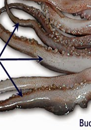 <p>squid</p>