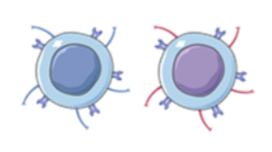 <ul><li><p>Memory T cells</p></li><li><p>Express TCR and CD4 or CD8 on their cell surface</p></li></ul><p></p>