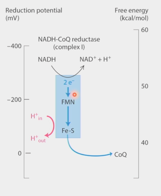 <ul><li><p>iron clusters and other groups that pass electrons downhill</p><ul><li><p>Hemes, Fe-S clusters (ex. in Complex I of ETC)</p></li><li><p>have <strong>decentralized</strong> electron clouds</p></li></ul></li><li><p>reduction potential (readiness to gain e<sup>-</sup>) <strong>increases</strong> down the chain</p><ul><li><p>ΔG <strong>decreases</strong></p></li></ul></li><li><p>electrons moved to higher reduction potential groups all the way to O<sub>2</sub> in ETC</p></li></ul><p></p>
