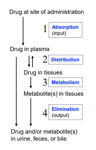 <p>site of administration<br>plasma (distribution)<br>tissue (metabolism)<br>output (elimination)</p>