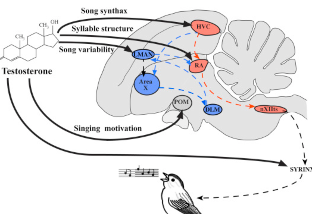 <p>High vocal centre (HVC) =&gt; Robust Archistriatum (RA) =&gt; Hypoglossal Nucleus =&gt; Syrinx</p>