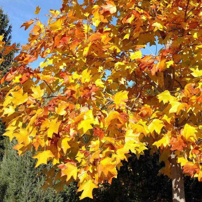 <ul><li><p>simple</p></li><li><p>lobed</p></li><li><p>alternate</p></li></ul><p></p>