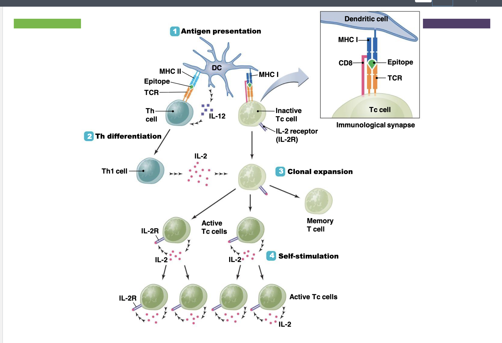 <p>What are the steps of activation of cytoxic T cells?</p>