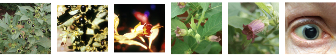 <p>Tropane alkaloids (atropine signs)</p>