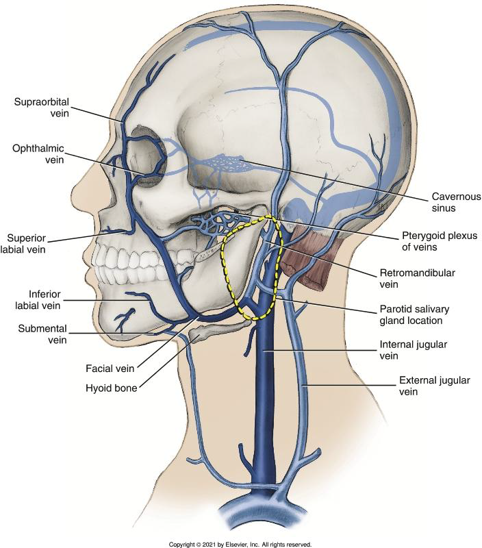 <p>Is it true that in general, veins follow the same pathways as arteries and, in most instances, have the same names?</p>