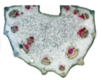 \
* A celery stalk is placed in a beaker of coloured water, which will travel up the xylem in the stem and leaves
* This causes the xylem and leaves (as a result of the coloured water travelling through it) to turn coloured