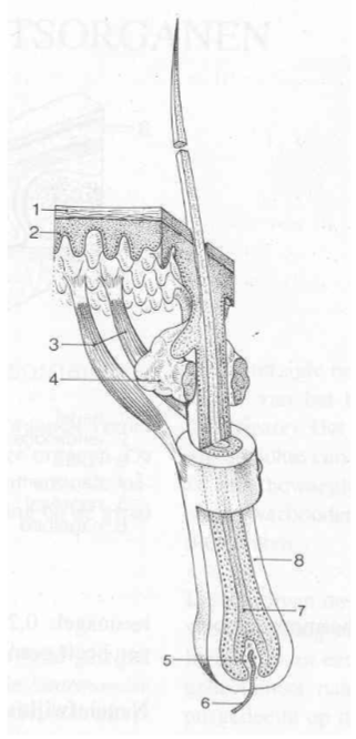 <ol><li><p>epidermis</p></li><li><p>dermis</p></li><li><p>haarspiertje = <span style="background-color: transparent;"><span>musculus arrector pili</span></span></p></li><li><p><span style="background-color: transparent;"><span>talgklier</span></span></p></li><li><p><span style="background-color: transparent;"><span>haarpapil</span></span></p></li><li><p><span style="background-color: transparent;"><span>capillair</span></span></p></li><li><p><span style="background-color: transparent;"><span>haar</span></span></p></li><li><p><span style="background-color: transparent;"><span>bindweefselschede</span></span></p></li></ol><p></p>